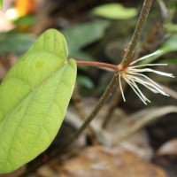 Ficus laevis Blume